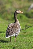 Graylag Gooseborder=